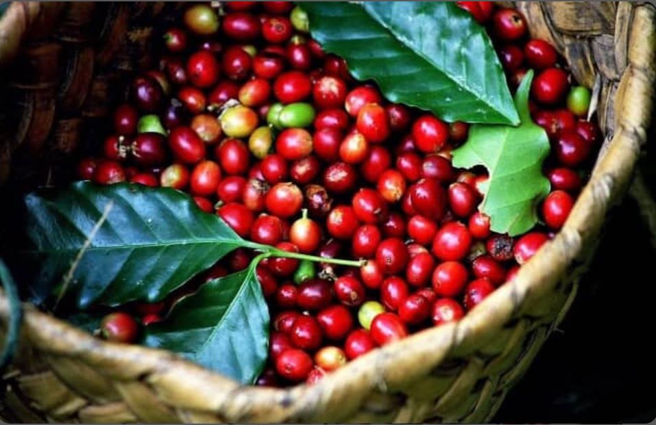 Coffee Beans - 6oz
